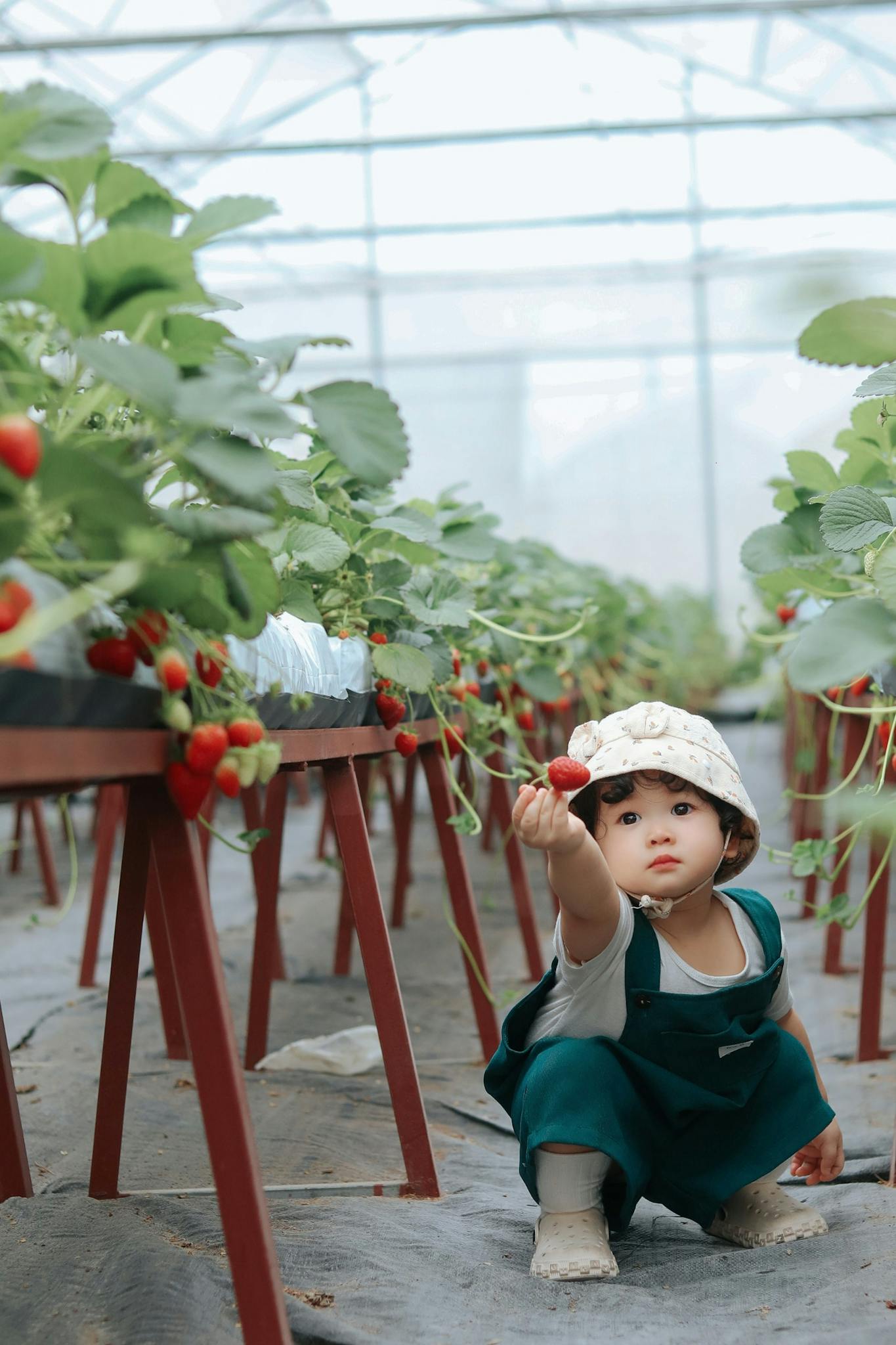 A young child picking strawberries in a greenhouse in Bắc Giang, Vietnam, showcasing agricultural abundance.