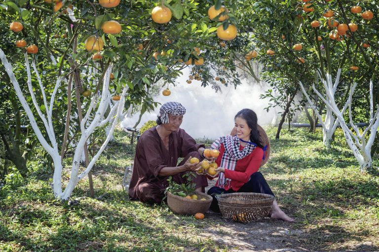 Man and woman picking oranges in a vibrant orchard in Vietnam, depicting rural farming life.